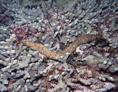 Enchelycore pardalis
