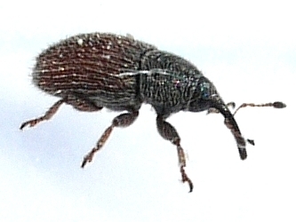 Plantain Weevil photo 5