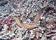 Enchelycore pardalis