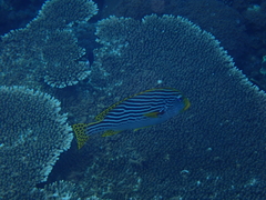 Plectorhinchus lineatus