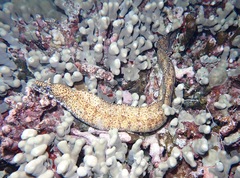 Enchelycore pardalis