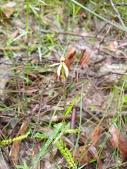 Caladenia transitoria