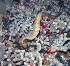 Enchelycore pardalis