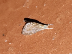 Glaphyria peremptalis