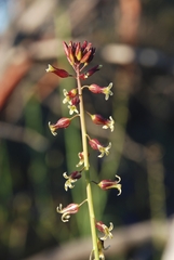 Caulanthus heterophyllus