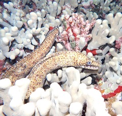Enchelycore pardalis