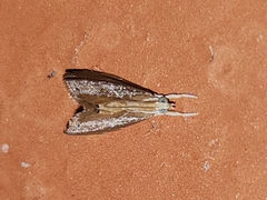 Glaphyria peremptalis