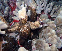 Enchelycore pardalis