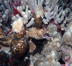 Enchelycore pardalis