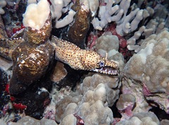 Enchelycore pardalis