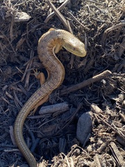 Elgaria multicarinata multicarinata