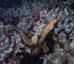 Enchelycore pardalis