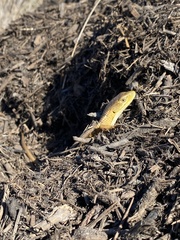 Elgaria multicarinata multicarinata