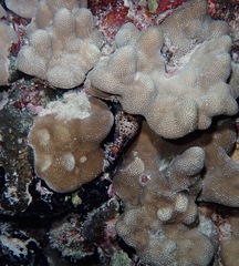 Enchelycore pardalis