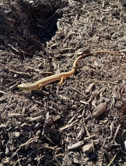 Elgaria multicarinata multicarinata