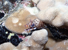 Enchelycore pardalis