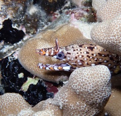 Enchelycore pardalis