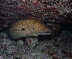 Gymnothorax flavimarginatus