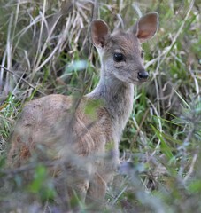 Mazama gouazoubira
