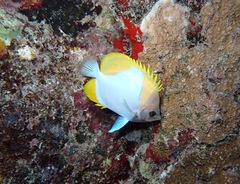 Hemitaurichthys polylepis