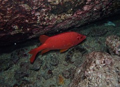 Sargocentron spiniferum