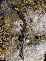 Sargassaceae