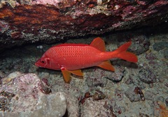 Sargocentron spiniferum