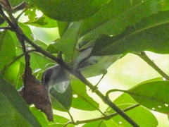 Vermivora chrysoptera