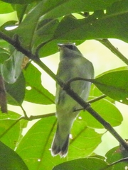 Vermivora chrysoptera