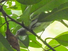 Vermivora chrysoptera