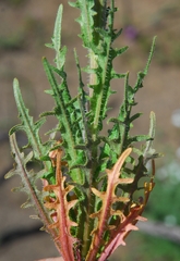 Caulanthus heterophyllus