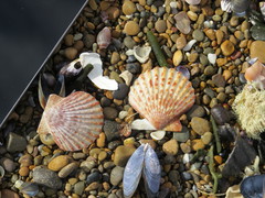 Aequipecten tehuelchus