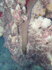 Gymnothorax undulatus