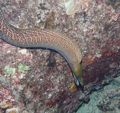 Gymnothorax undulatus