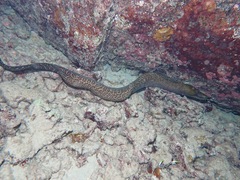 Gymnothorax undulatus