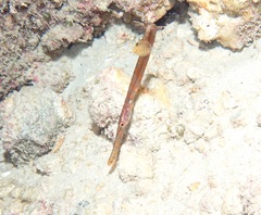 Aulostomus chinensis