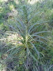 Eryngium horridum