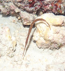 Aulostomus chinensis