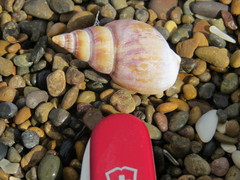 Buccinanops cochlidium