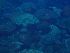 Balistoides viridescens