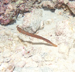 Aulostomus chinensis