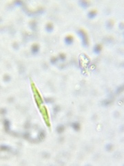 Fusola viridis