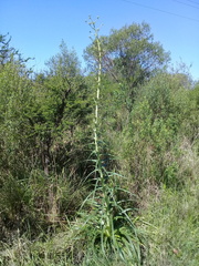 Eryngium horridum
