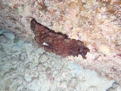 Dolabella auricularia