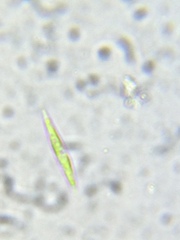 Fusola viridis