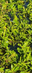 Potamogeton nodosus