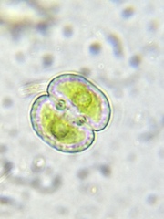 Cosmarium punctulatum