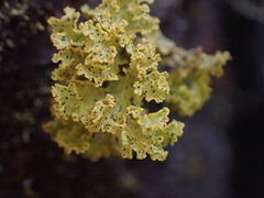 Vulpicida canadensis