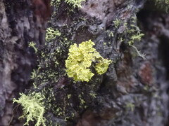 Vulpicida canadensis