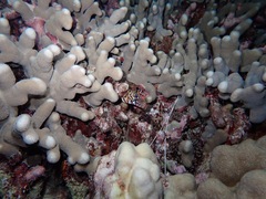 Enchelycore pardalis